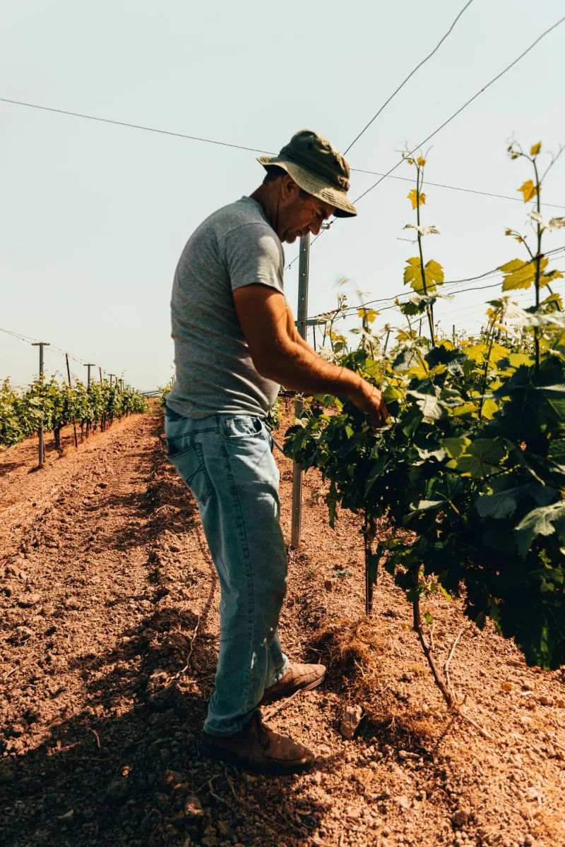 Vineyard Veneto