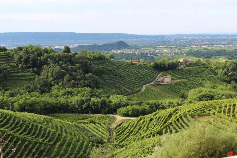 Italienische Weinberge
