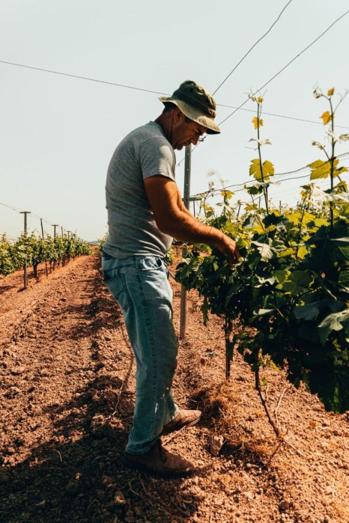 Vineyard Veneto